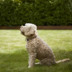 Verve Shady Grass Seeds, 5kg 7 Verve Shady Grass Seeds, 5kg -Hozelock Store verve shady grass seeds 5kg3663602947554 02i scaled