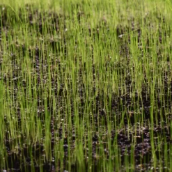 Verve Sunny Grass Seeds, 5kg -Hozelock Store verve sunny grass seeds 5kg3663602947516 10i