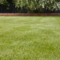 Verve Universal Grass Seeds, 1.5kg 7 Verve Universal Grass Seeds, 1.5kg -Hozelock Store verve universal grass seeds 1 5kg3663602947455 01i