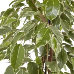 Weeping Fig In 21cm Black Plastic Grow Pot -Hozelock Store weeping fig in 21cm black plastic grow pot3663602462606 37c bq