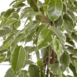 Weeping Fig In 21cm Black Plastic Grow Pot 6 Weeping Fig In 21cm Black Plastic Grow Pot -Hozelock Store weeping fig in 21cm black plastic grow pot3663602462606 37c bq scaled