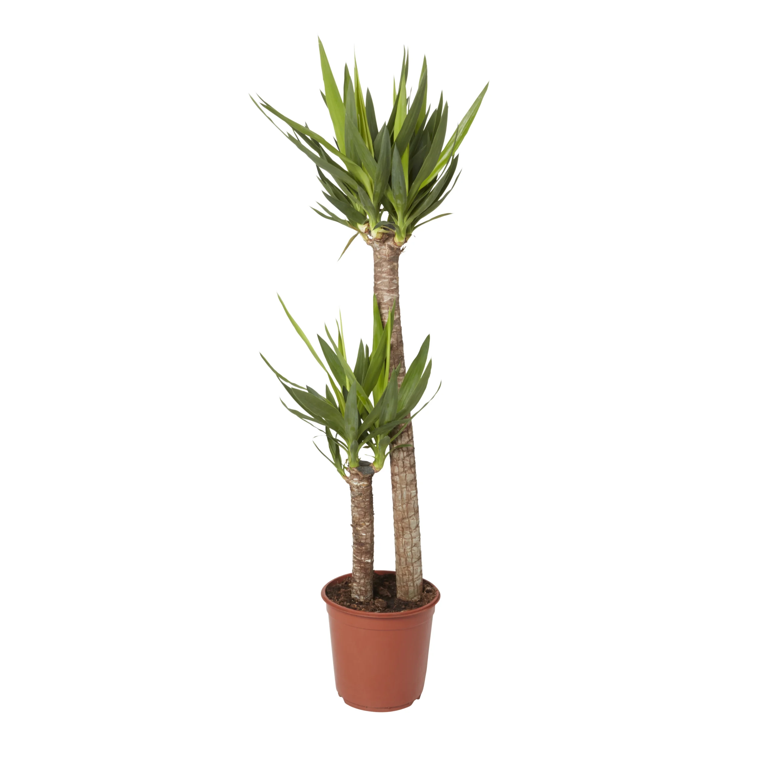 Yucca In 24cm Terracotta Plastic Grow Pot 1 Yucca In 24cm Terracotta Plastic Grow Pot