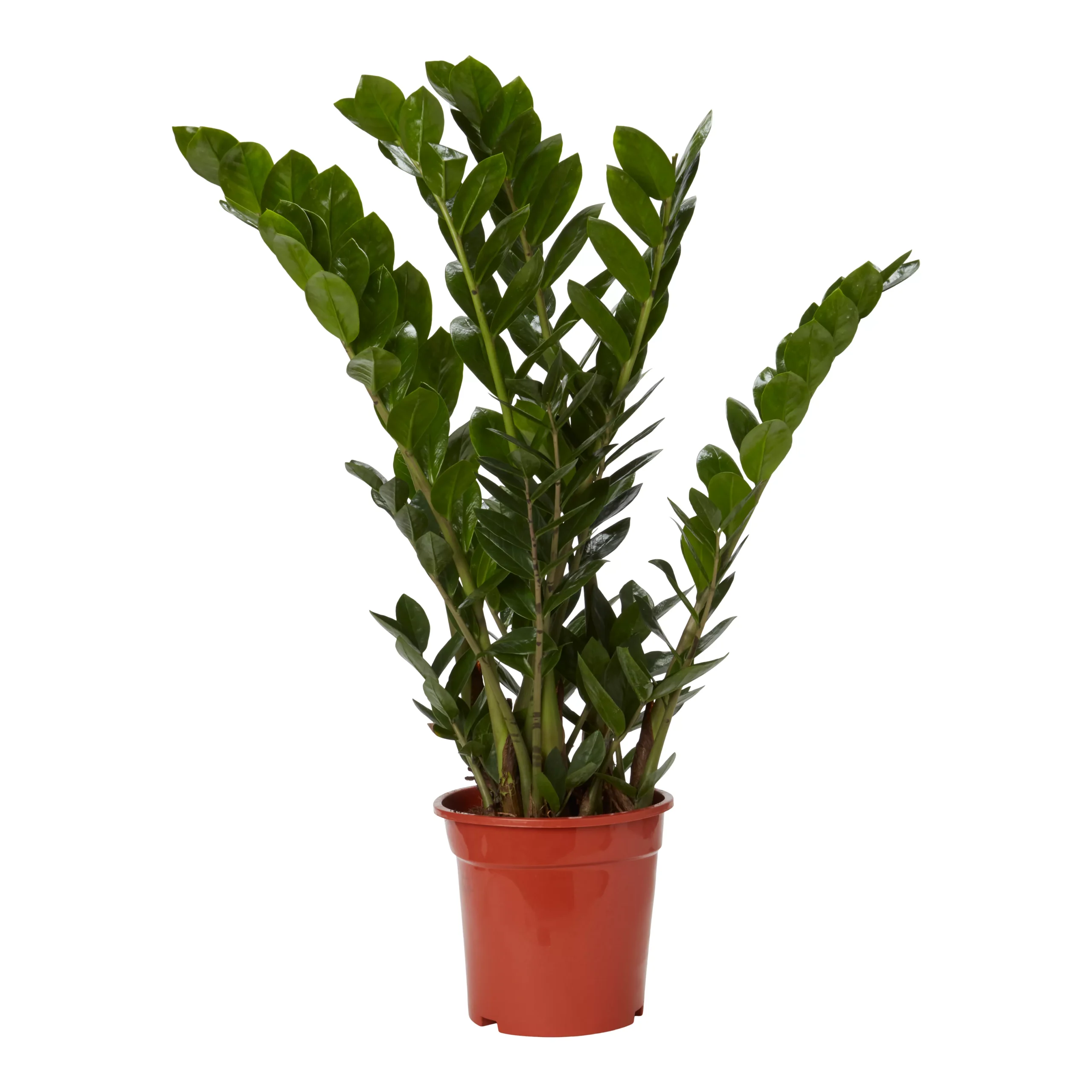 Zamiolculcas In 21cm Terracotta Plastic Grow Pot 1 Zamiolculcas In 21cm Terracotta Plastic Grow Pot